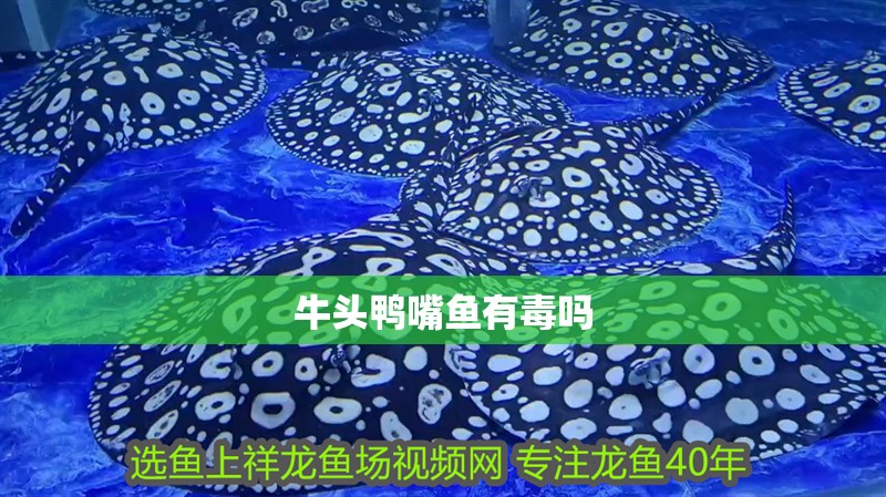 牛頭鴨嘴魚有毒嗎