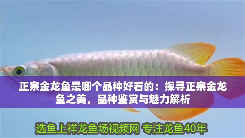 正宗金龍魚是哪個品種好看的：探尋正宗金龍魚之美，品種鑒賞與魅力解析