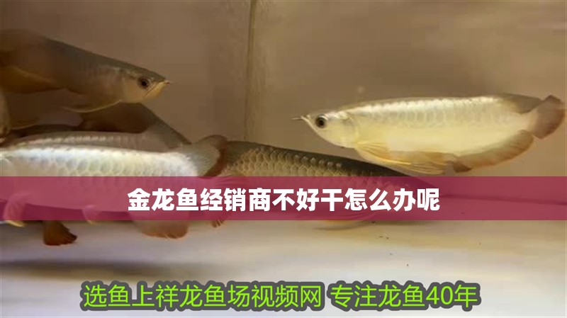 金龍魚經(jīng)銷商不好干怎么辦呢
