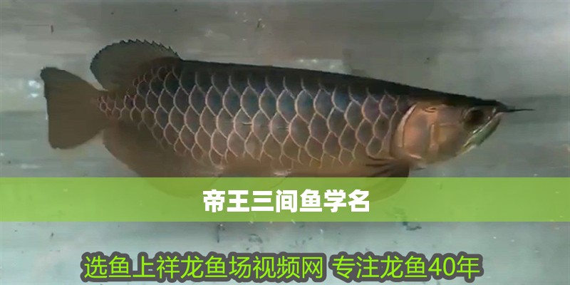 帝王三間魚學名