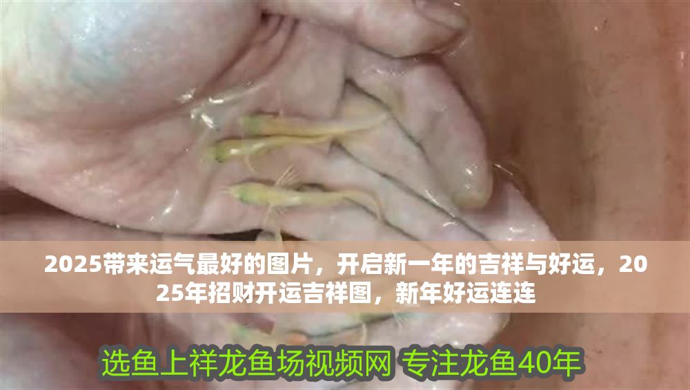 2025帶來運氣最好的圖片，開啟新一年的吉祥與好運，2025年招財開運吉祥圖，新年好運連連