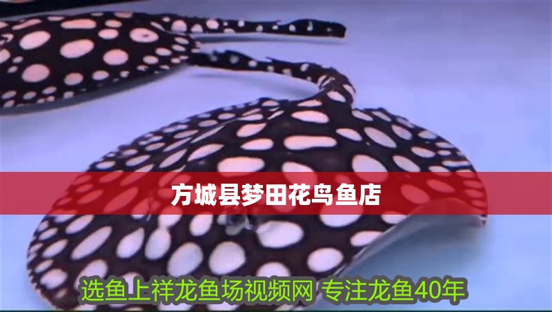 <strong><mark>方城</mark></strong>縣夢田花鳥魚店