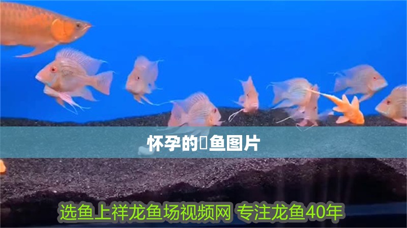 懷孕的魟魚圖片