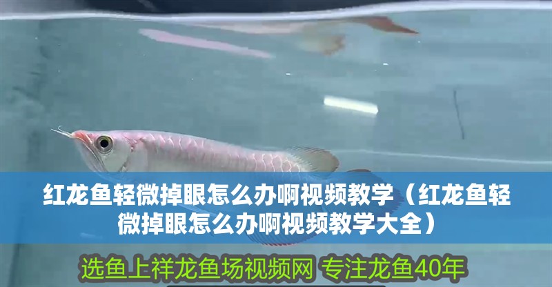 紅龍魚輕微掉眼怎么辦啊視頻教學（紅龍魚輕微掉眼怎么辦啊視頻教學大全）