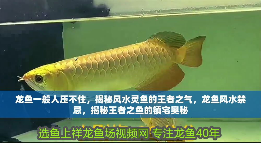 龍魚一般人壓不住，揭秘風水靈魚的王者之氣，龍魚風水禁忌，揭秘王者之魚的鎮宅奧秘