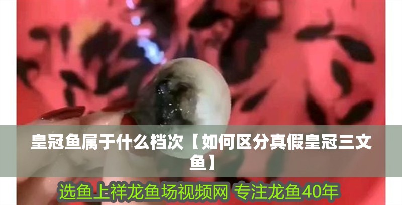 皇冠魚屬于什么檔次【如何區(qū)分真假皇冠三文魚】