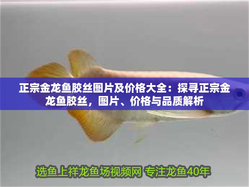 正宗金龍魚膠絲圖片及價格大全：探尋正宗金龍魚膠絲，圖片、價格與品質解析