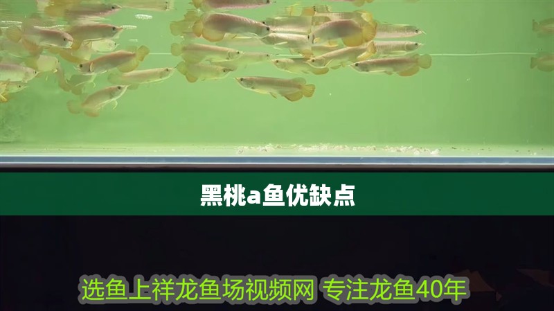 黑桃a魚優(yōu)缺點(diǎn)