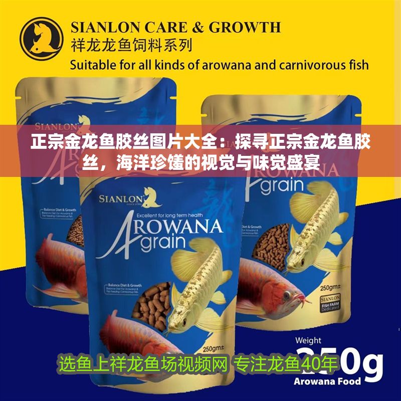 正宗金龍魚膠絲圖片大全：探尋正宗金龍魚膠絲，海洋珍饈的視覺與味覺盛宴