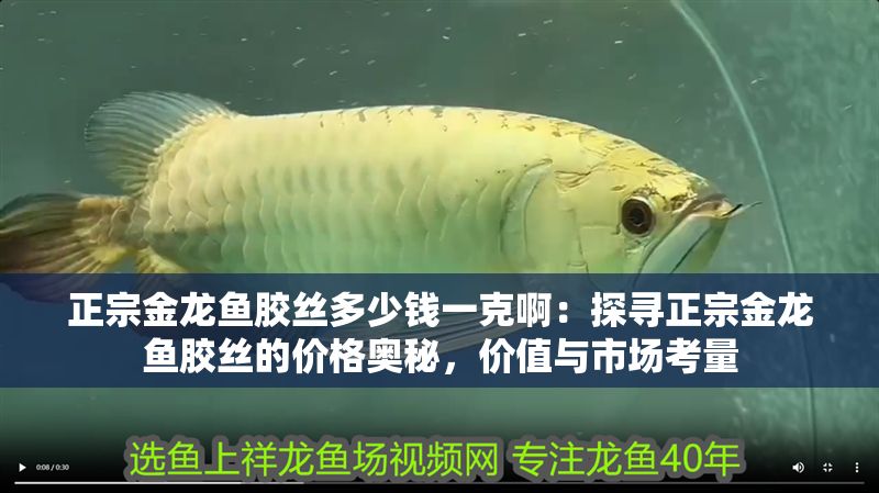 正宗金龍魚膠絲多少錢一克啊：探尋正宗金龍魚膠絲的價格奧秘，價值與市場考量
