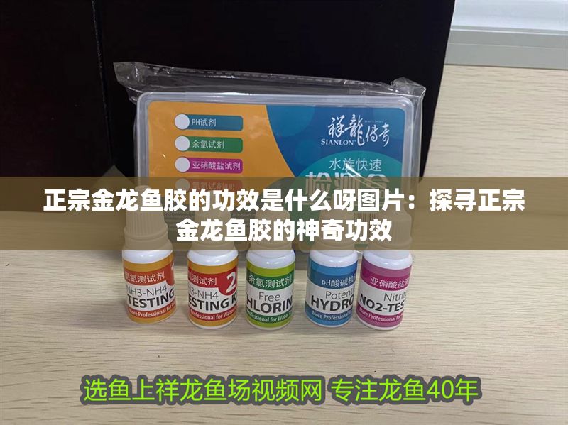 正宗金龍魚膠的功效是什么呀圖片：探尋正宗金龍魚膠的神奇功效