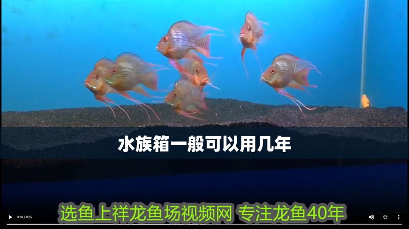 水族箱一般可以用幾年