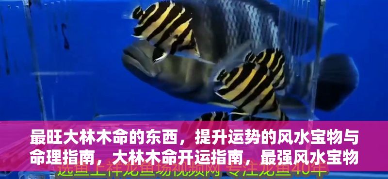 最旺大林木命的東西，提升運勢的風水寶物與命理指南，大林木命開運指南，最強風水寶物與命理提升秘法