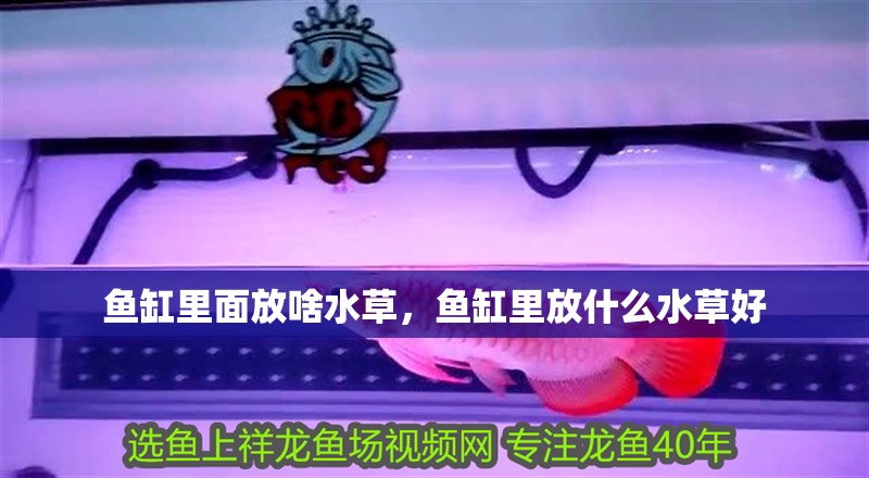 魚缸里面放啥水草，魚缸里放什么水草好