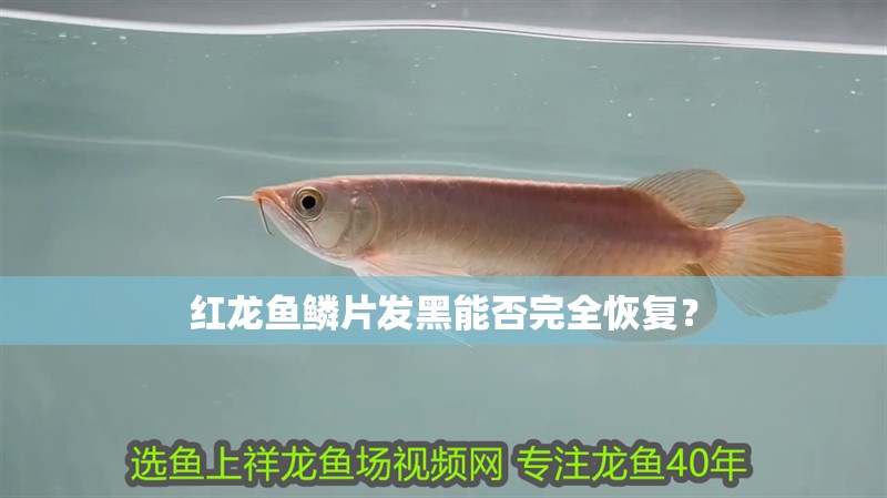 紅龍魚鱗片發(fā)黑能否完全恢復(fù)？