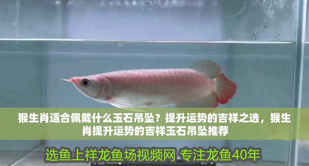 猴生肖適合佩戴什么玉石吊墜？提升運勢的吉祥之選，猴生肖提升運勢的吉祥玉石吊墜推薦