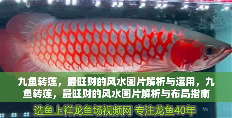 九魚轉蓮，最旺財的風水圖片解析與運用，九魚轉蓮，最旺財的風水圖片解析與布局指南 九魚轉蓮，最旺財的風水圖片解析與運用，九魚轉蓮，最旺財的風水圖片解析與布局指南 龍魚百科 第1張