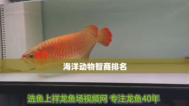 海洋動物智商排名