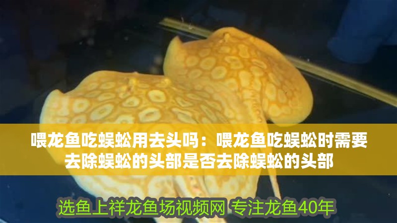 喂龍魚吃蜈蚣用去頭嗎：喂龍魚吃蜈蚣時需要去除蜈蚣的頭部是否去除蜈蚣的頭部