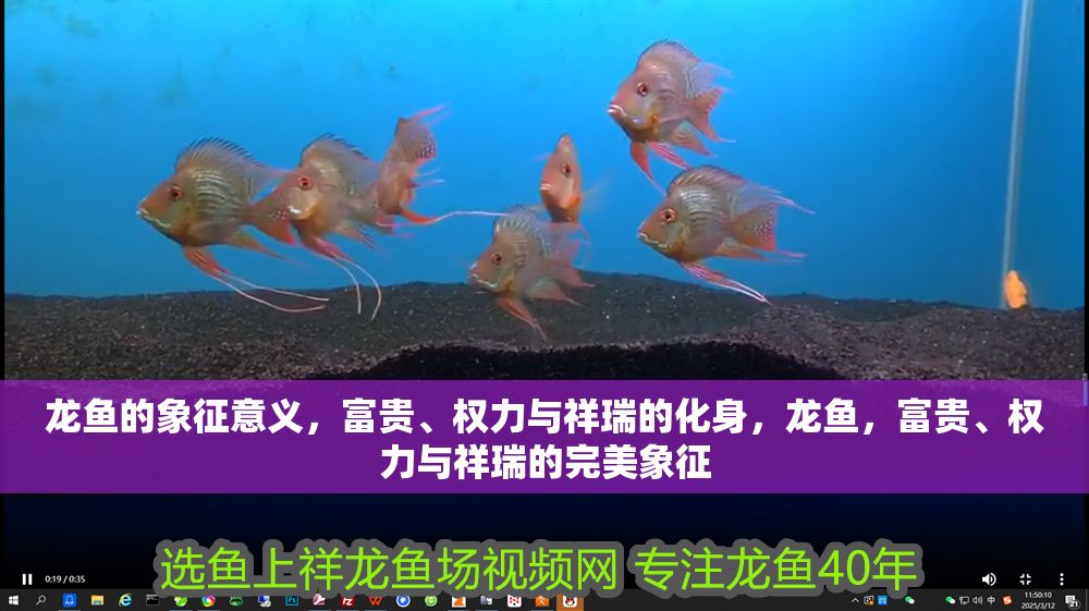 龍魚的象征意義，富貴、權力與祥瑞的化身，龍魚，富貴、權力與祥瑞的完美象征