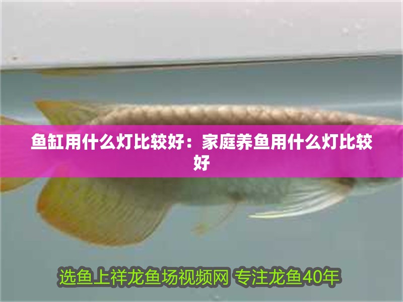 魚缸用什么燈比較好：家庭養(yǎng)魚用什么燈比較好 魚缸用什么燈比較好：家庭養(yǎng)魚用什么燈比較好 魚缸百科