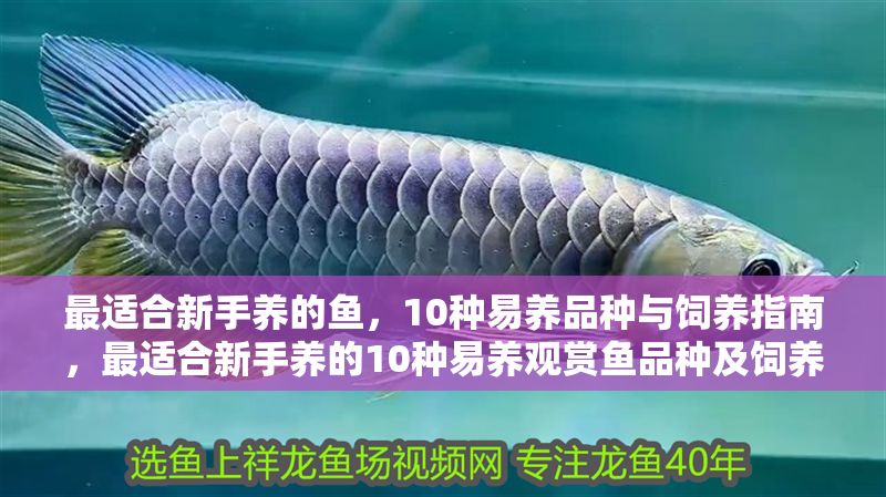 最適合新手養的魚，10種易養品種與飼養指南，最適合新手養的10種易養觀賞魚品種及飼養指南