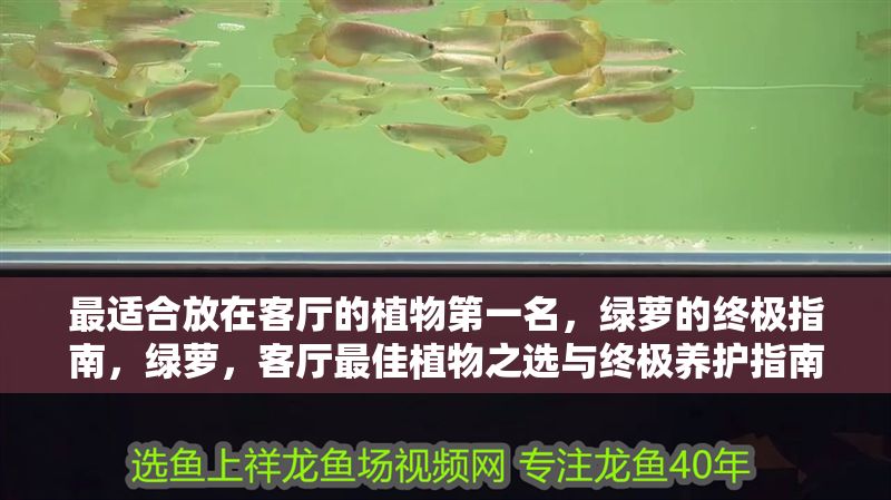 最適合放在客廳的植物第一名，綠蘿的終極指南，綠蘿，客廳最佳植物之選與終極養(yǎng)護(hù)指南