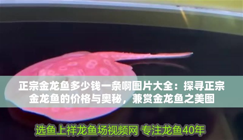 正宗金龍魚多少錢一條啊圖片大全：探尋正宗金龍魚的價格與奧秘，兼賞金龍魚之美圖