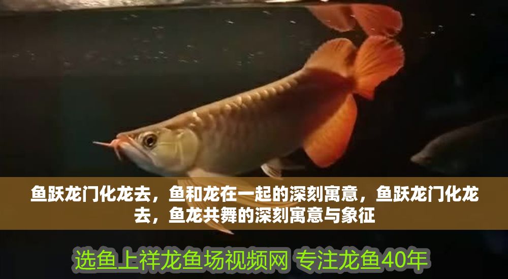 魚躍龍門化龍去，魚和龍在一起的深刻寓意，魚躍龍門化龍去，魚龍共舞的深刻寓意與象征