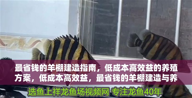 最省錢的羊棚建造指南，低成本高效益的養(yǎng)殖方案，低成本高效益，最省錢的羊棚建造與養(yǎng)殖方案指南 最省錢的羊棚建造指南，低成本高效益的養(yǎng)殖方案，低成本高效益，最省錢的羊棚建造與養(yǎng)殖方案指南 龍魚百科 第1張