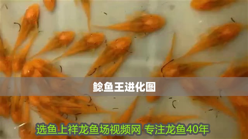 鯰魚王進化圖