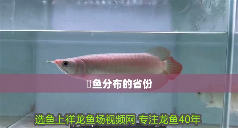 鳡魚分布的省份