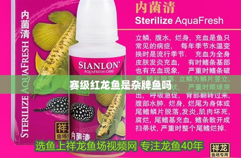 賽級紅龍魚是雜牌魚嗎