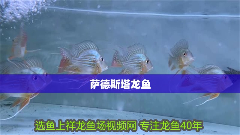 薩德斯塔龍魚