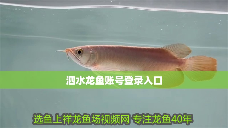 泗水龍魚賬號登錄入口