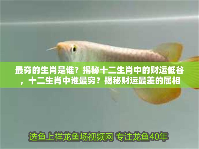 最窮的生肖是誰？揭秘十二生肖中的財運低谷，十二生肖中誰最窮？揭秘財運最差的屬相