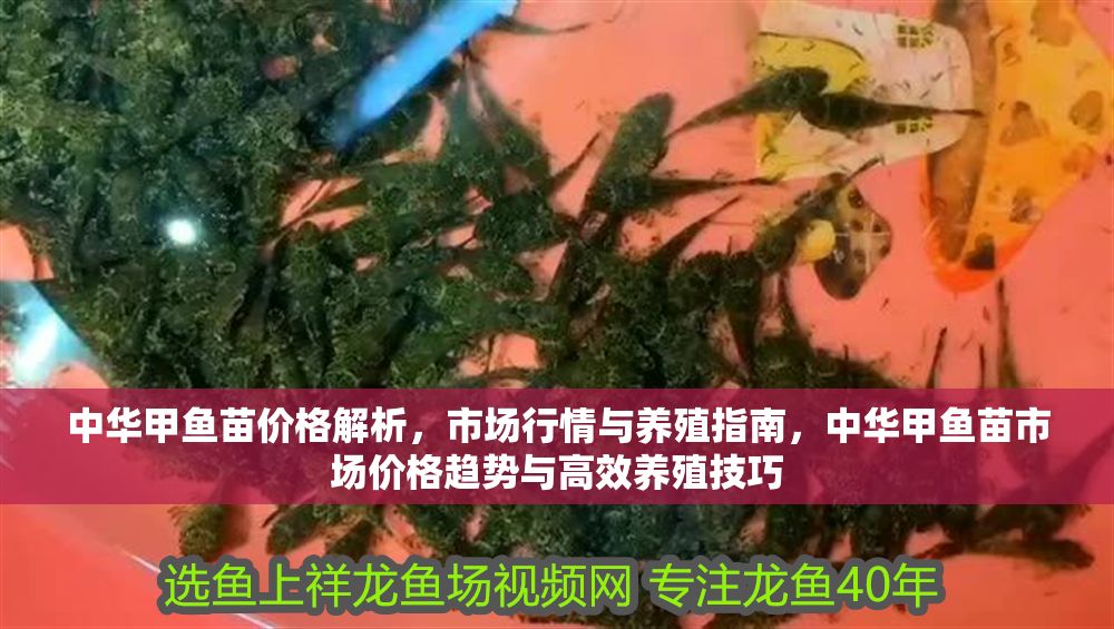 詳細閱讀:中華甲魚苗價格解析,市場行情與養殖指南,中華甲魚苗市場價格趨勢與高效養殖技巧 中華甲魚苗價格解析,市場行情與養殖指南,中華甲魚苗市場價格趨勢與高效養殖技巧