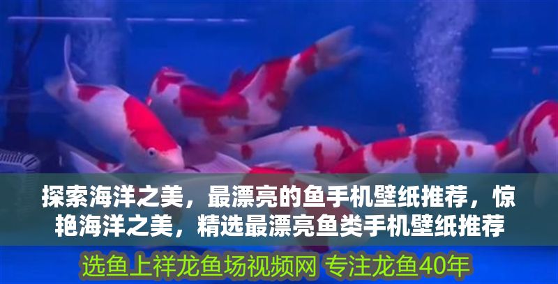 探索海洋之美，最漂亮的魚手機壁紙推薦，驚艷海洋之美，精選最漂亮魚類手機壁紙推薦