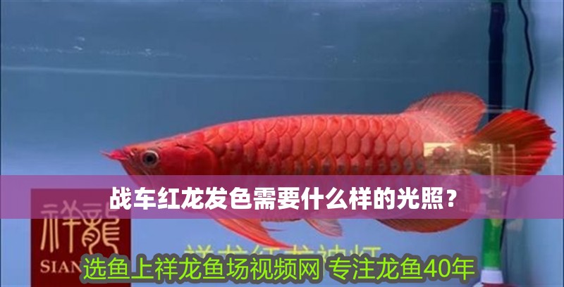 戰車紅龍發色需要什么樣的光照？