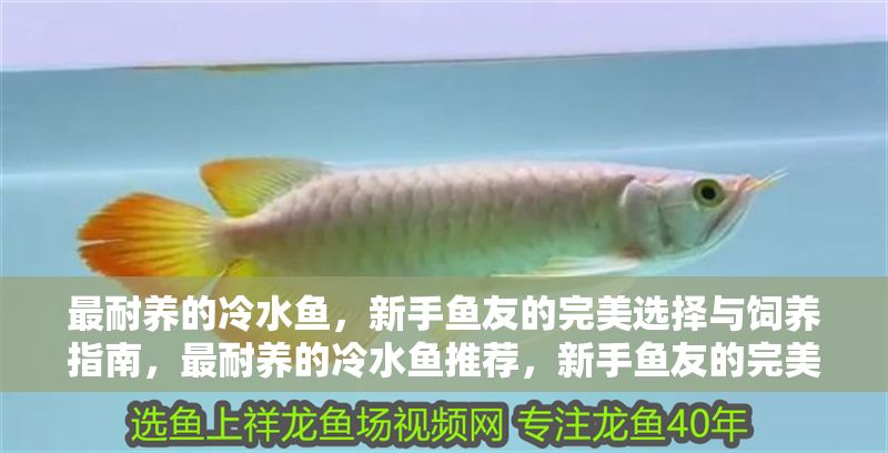 最耐養的冷水魚，新手魚友的完美選擇與飼養指南，最耐養的冷水魚推薦，新手魚友的完美選擇與飼養指南