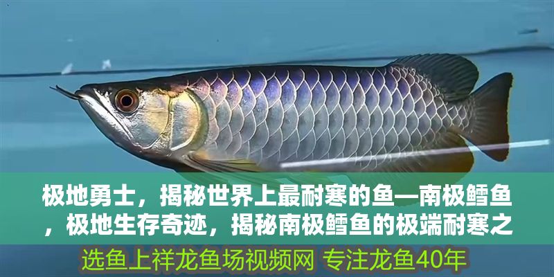 極地勇士，揭秘世界上最耐寒的魚—南極鱈魚，極地生存奇跡，揭秘南極鱈魚的極端耐寒之謎