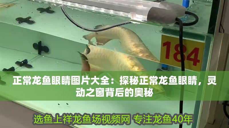 正常龍魚眼睛圖片大全：探秘正常龍魚眼睛，靈動之窗背后的奧秘