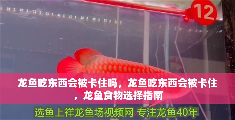 龍魚吃東西會被卡住嗎，龍魚吃東西會被卡住，龍魚食物選擇指南