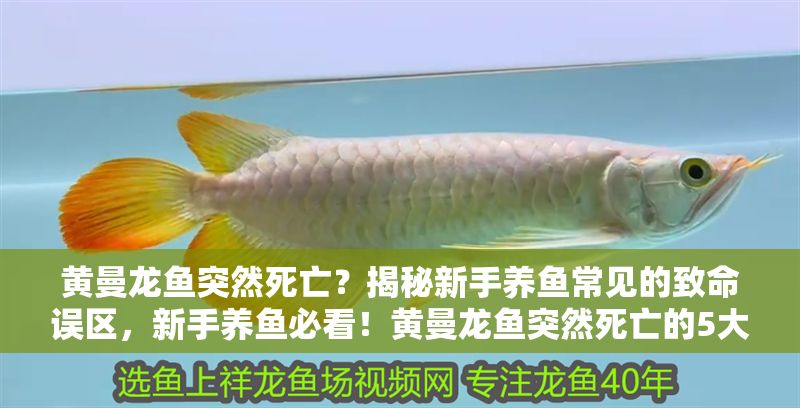 黃曼龍魚突然死亡？揭秘新手養魚常見的致命誤區，新手養魚必看！黃曼龍魚突然死亡的5大常見誤區