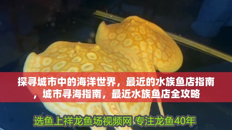 探尋城市中的海洋世界，最近的水族魚店指南，城市尋海指南，最近水族魚店全攻略
