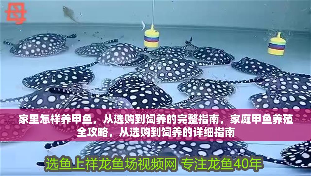 詳細閱讀:家里怎樣養甲魚,從選購到飼養的完整指南,家庭甲魚養殖全攻略,從選購到飼養的詳細指南 家里怎樣養甲魚,從選購到飼養的完整指南,家庭甲魚養殖全攻略,從選購到飼養的詳細指南