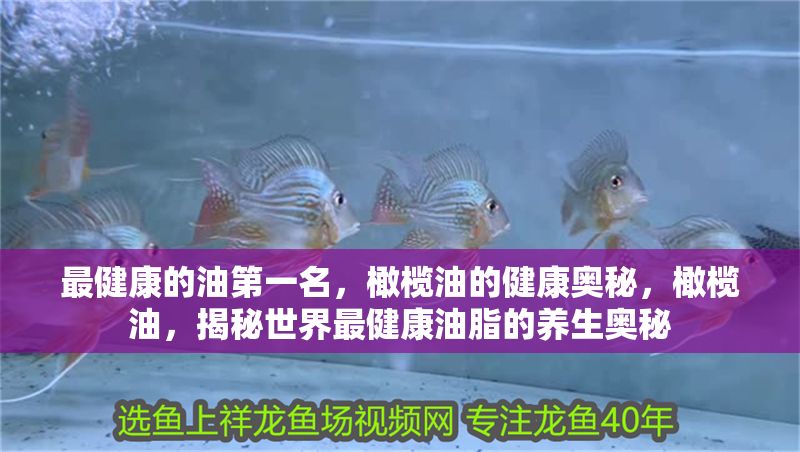最健康的油第一名，橄欖油的健康奧秘，橄欖油，揭秘世界最健康油脂的養(yǎng)生奧秘