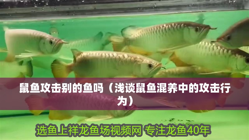 鼠魚攻擊別的魚嗎（淺談鼠魚混養(yǎng)中的攻擊行為） 鼠魚攻擊別的魚嗎（淺談鼠魚混養(yǎng)中的攻擊行為） 龍魚論壇