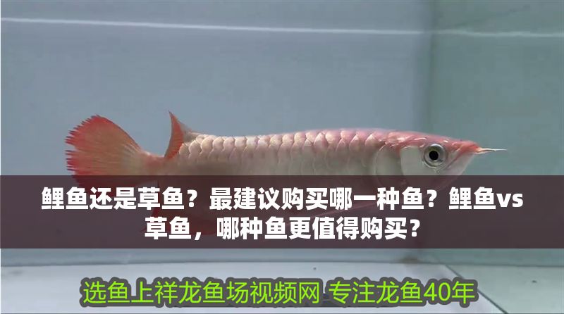 鯉魚還是草魚？最建議購買哪一種魚？鯉魚vs草魚，哪種魚更值得購買？