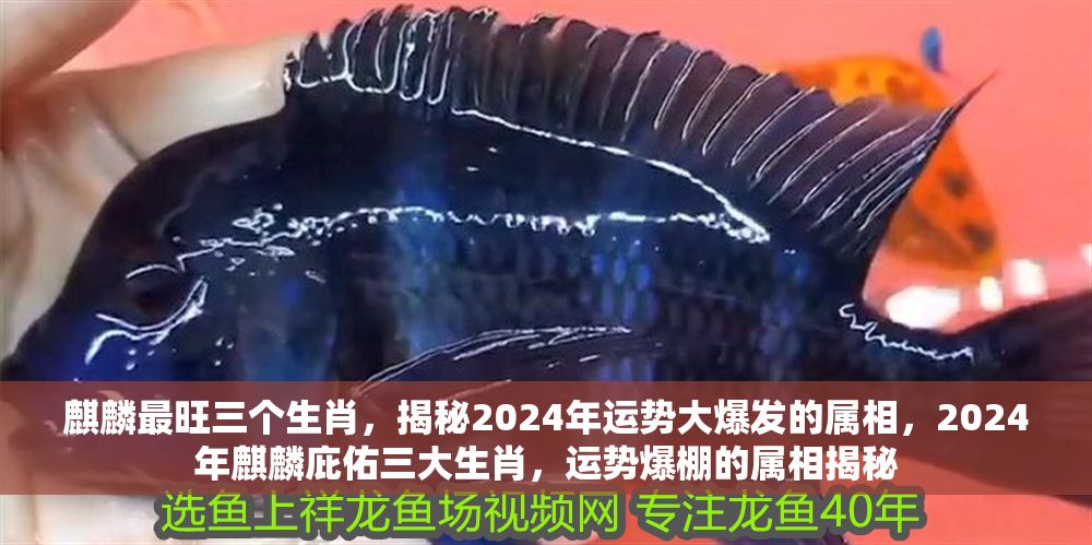 麒麟最旺三個生肖，揭秘2024年運勢大爆發的屬相，2024年麒麟庇佑三大生肖，運勢爆棚的屬相揭秘